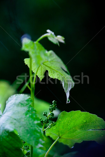 green leaves Stock photo © marylooo