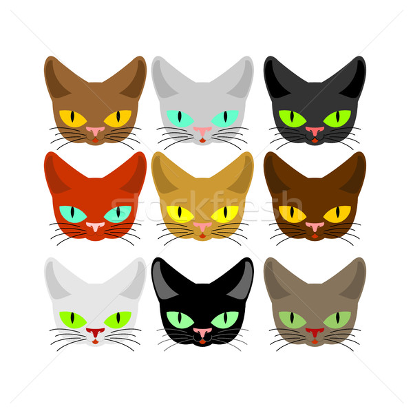 Katze Gesicht Set Kopf Katzen unterschiedlich Stock foto © MaryValery