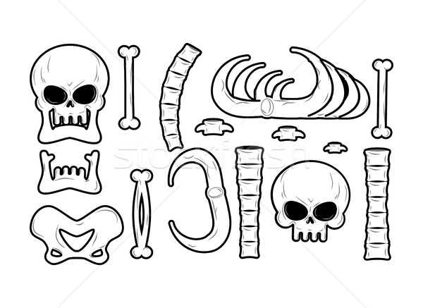 Bones set. Anatomy icons. Skull and spine. Jaw and pelvis. Ribs  Stock photo © MaryValery