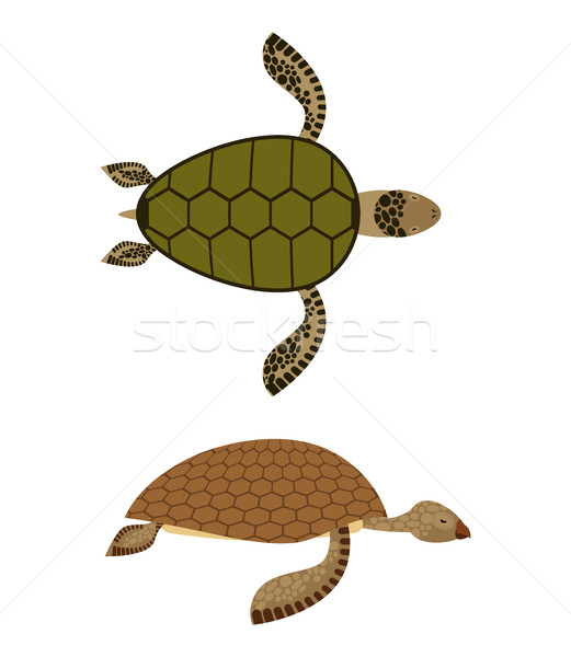 set Water turtle. Side view and top view. Deep-sea animals. Mari Stock photo © MaryValery