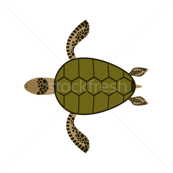 Meer Schildkröte isoliert Wasser reptil weiß Stock foto © MaryValery