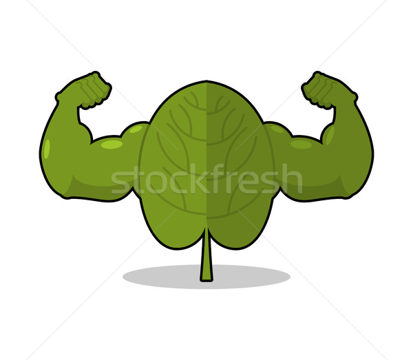 Spinach strong. Useful Herbs with big muscles. Green leaves lett Stock photo © MaryValery