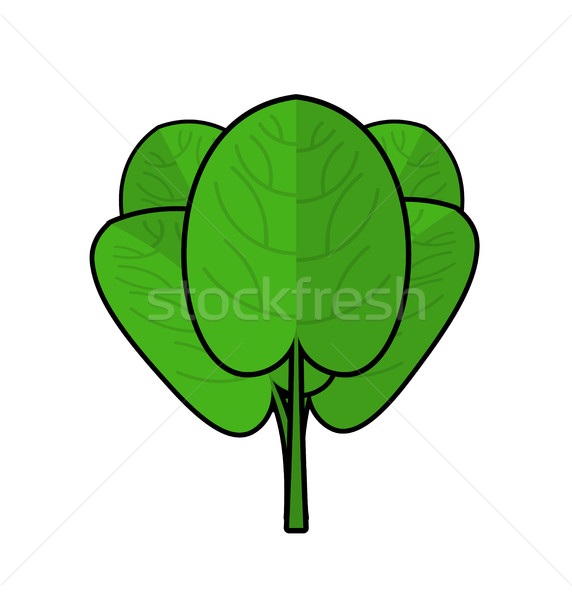 Spinach isolated. Bunch of green. Fresh green leaf lettuce. Usef Stock photo © MaryValery