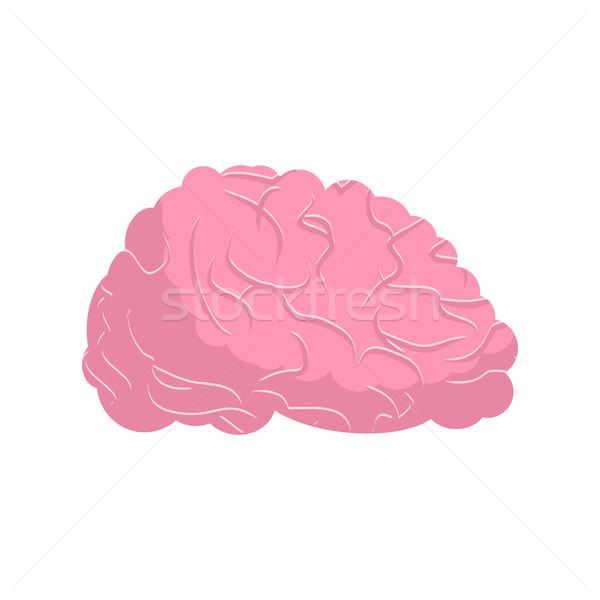 Creier izolat uman alb medical ştiinţă Imagine de stoc © MaryValery