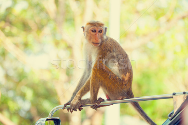 Sri Lanka maymun oturma ağaç aile doğa Stok fotoğraf © Massonforstock