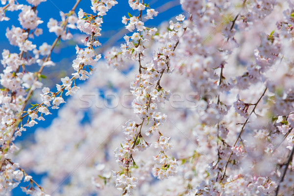 photo of beautiful blooming tree on the wonderful clear sky back Stock photo © Massonforstock