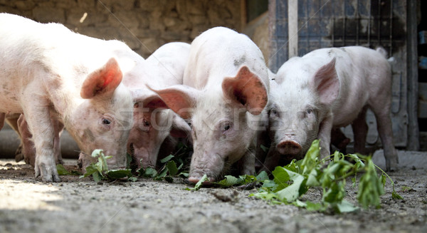 Farm suini luce gruppo gambe carne Foto d'archivio © Massonforstock