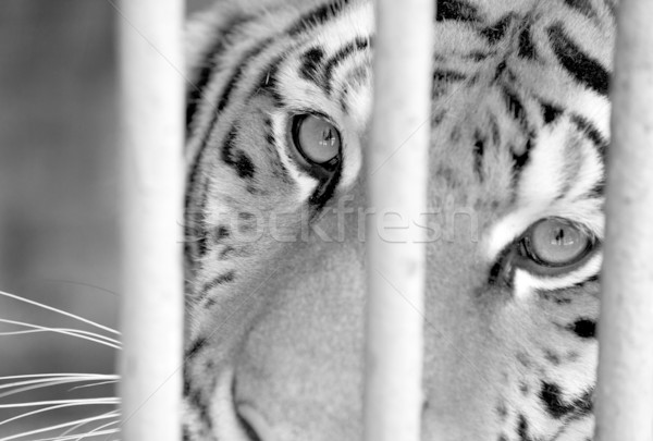 Stock foto: Traurig · Tiger · Käfig · tot · allein · Tier