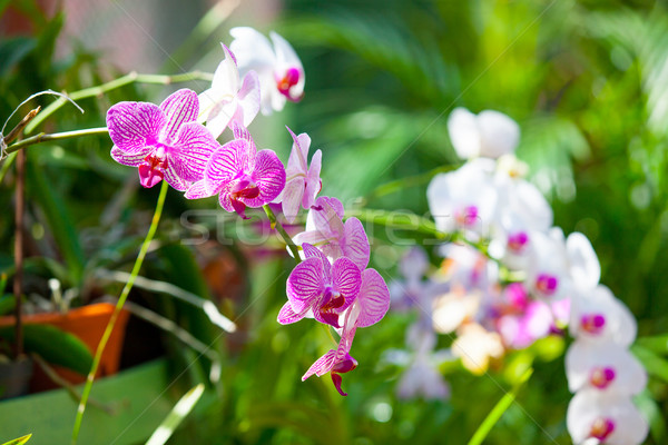Piękna Orchidea kwiat zielone szklarnia ogród Zdjęcia stock © Massonforstock