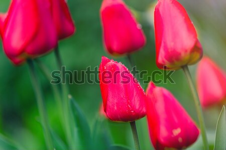 photo of beautiful red tulips in front on wonderful green backgr Stock photo © Massonforstock