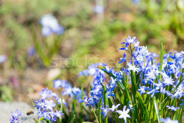 Fotografie frumos albastru flori minunat Imagine de stoc © Massonforstock