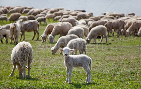 Cute baby sheep  Stock photo © Massonforstock