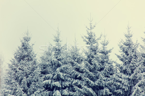 Mister zăpadă pădure pin copac natură Imagine de stoc © Massonforstock
