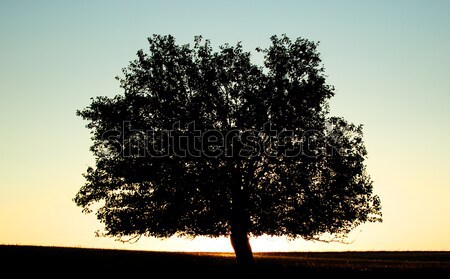 Foto d'archivio: Albero · estate · campo · erba · natura · bellezza