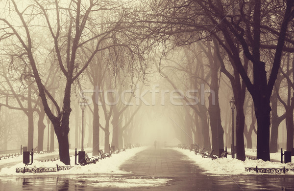 Winter alley in Odessa, Ukraine. Stock photo © Massonforstock