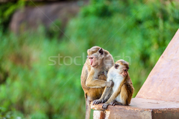Sri Lanka monkey sitting on ruins Stock photo © Massonforstock