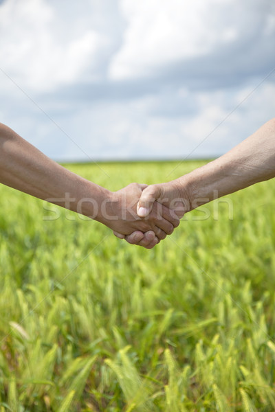 Apretón de manos verde campo de trigo primavera mano Foto stock © Massonforstock