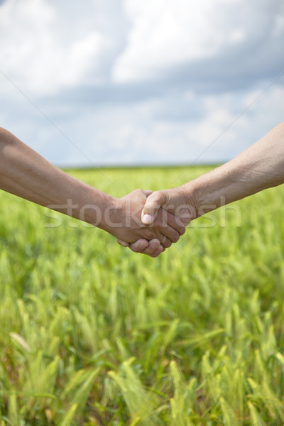 Agricultores aperto de mão verde campo de trigo primavera mão Foto stock © Massonforstock