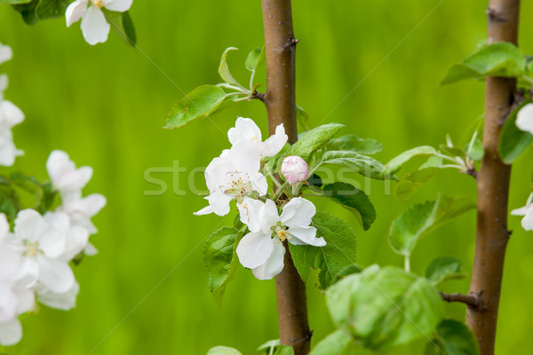 Foto Blüte Quitte Baum Blume grünen Stock foto © Massonforstock