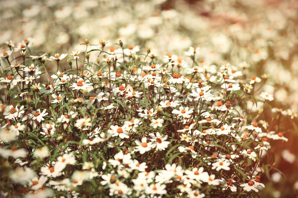 Belo camomila parque flor primavera natureza Foto stock © Massonforstock