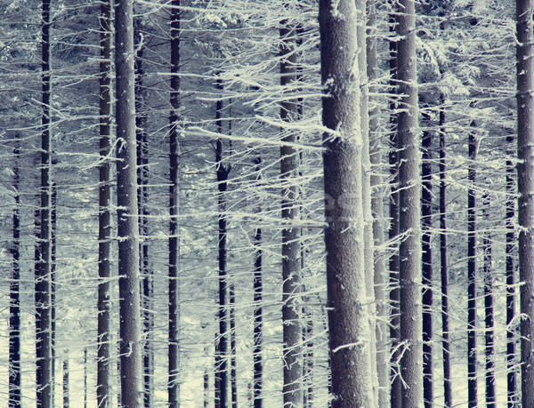 Tajemnicy śniegu lasu sosna drzewo charakter Zdjęcia stock © Massonforstock