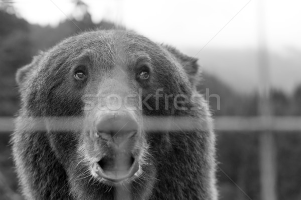 Ansicht traurig Braunbär Ukraine Stock foto © Massonforstock