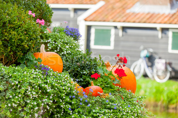 Stock foto: Foto · schönen · Garten · voll · Büsche · Kürbisse