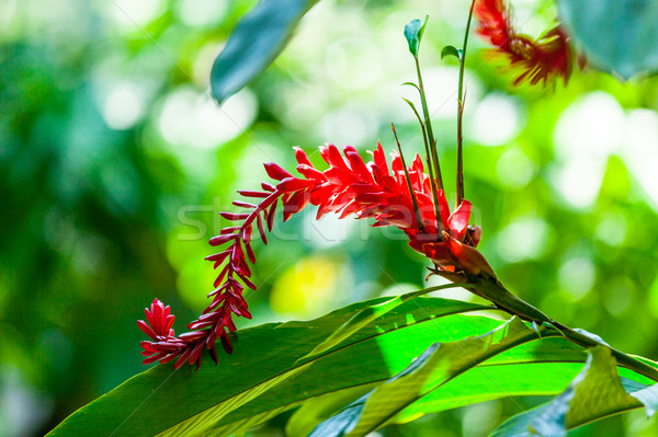 tropical flower Stock photo © Massonforstock