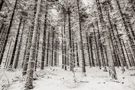 Mister zăpadă pădure pin copac natură Imagine de stoc © Massonforstock