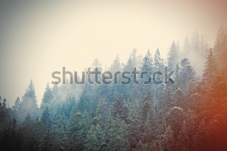 Fotografie frumos blană copac pădure minunat Imagine de stoc © Massonforstock