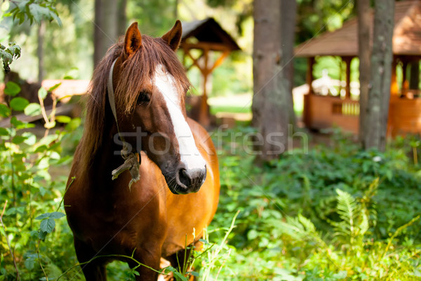 photo of beautiful adult horse standing on the wonderful village Stock photo © Massonforstock