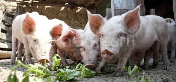 農場 豬 光 組 腿 肉類 商業照片 © Massonforstock