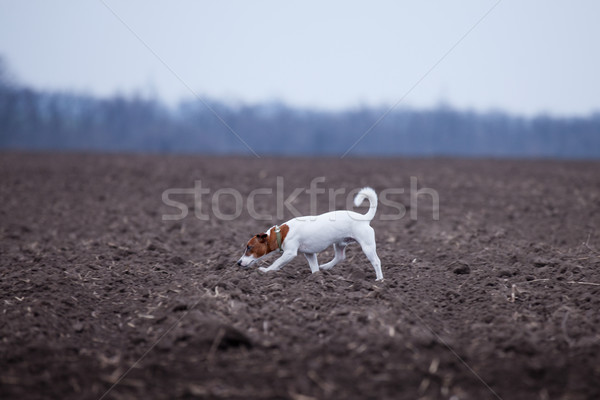 cute jack russel terrier walking on the wonderful ground field Stock photo © Massonforstock