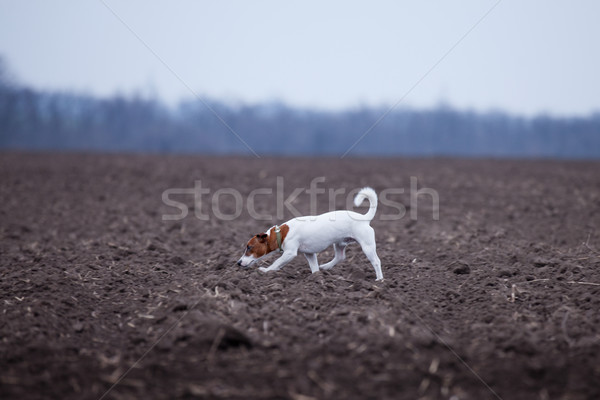 Bonitinho terrier caminhada maravilhoso terreno campo Foto stock © Massonforstock