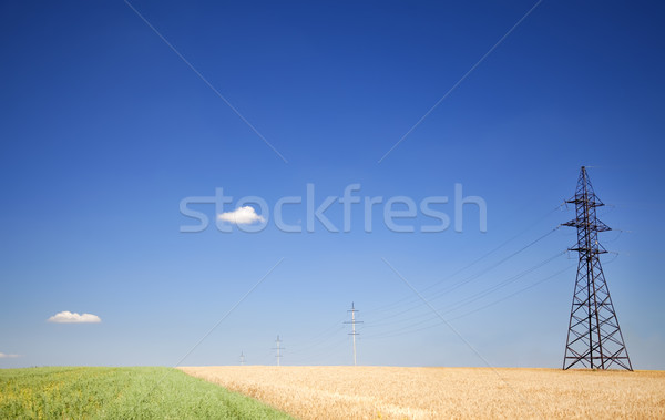 Electrical net of poles on a panorama of blue sky and wheat fiel Stock photo © Massonforstock