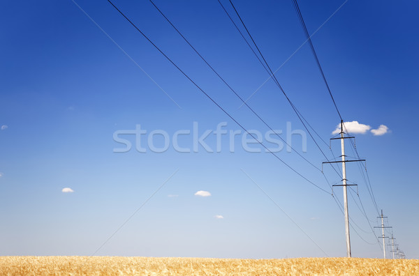 Elettriche net panorama cielo blu grano campo di grano Foto d'archivio © Massonforstock