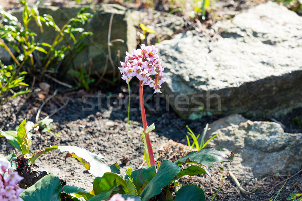 Stock photo: photo of beautiful blooming flowers on the ground near the stone
