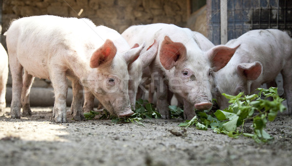 Bauernhof Schweine Licht Gruppe Beine Fleisch Stock foto © Massonforstock