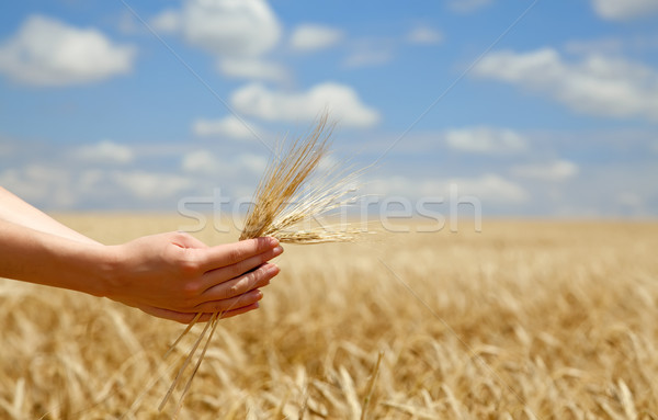 Female farmer hands keep crops over field. Stock photo © Massonforstock