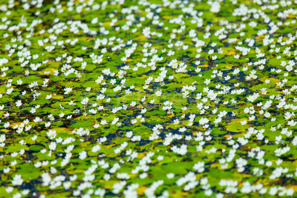 Hermosa manzanilla parque acuático flor agua primavera Foto stock © Massonforstock