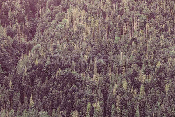 Carpatian forest in autumn time. Stock photo © Massonforstock