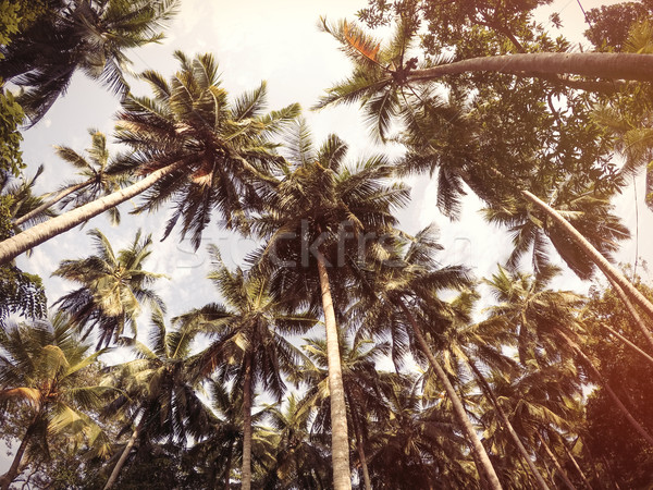 Palms tree and sky.  Stock photo © Massonforstock