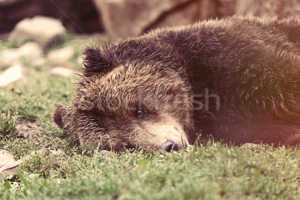 View orso bruno Ucraina albero Foto d'archivio © Massonforstock