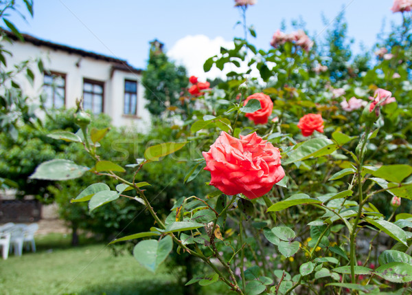 rose bush in Greece Stock photo © Massonforstock