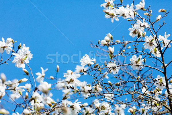 Foto stock: Foto · hermosa · árbol · maravilloso