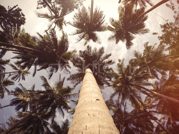 Palmen Baum Himmel Foto alten Farbbild Stock foto © Massonforstock