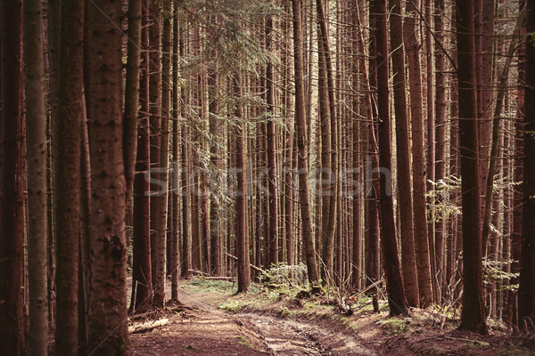 Forest of firs Stock photo © Massonforstock