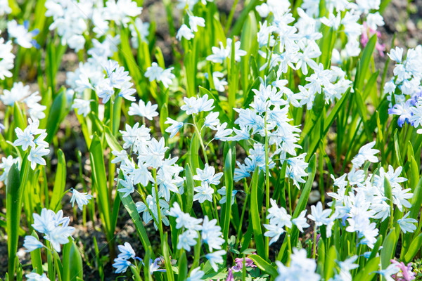 photo of beautiful white blooming flowers with wonderful petals Stock photo © Massonforstock