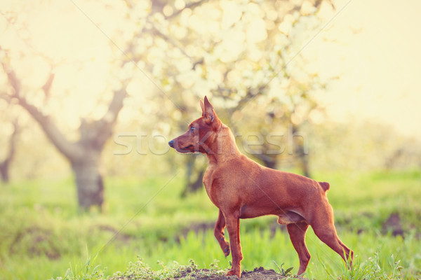 Photo of young miniature pinscher Stock photo © Massonforstock