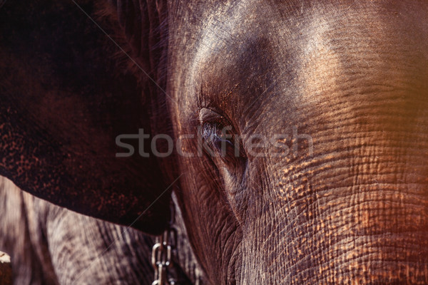 Lonely elephant in a jungle  Stock photo © Massonforstock